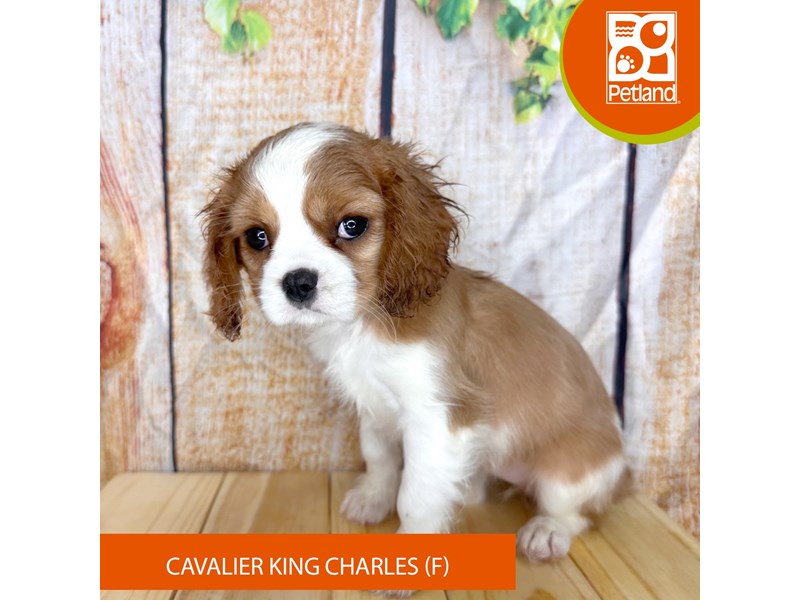 Cavalier King Charles Spaniel - 2294 Image #2