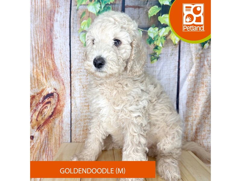 Goldendoodle - 2296 Image #2