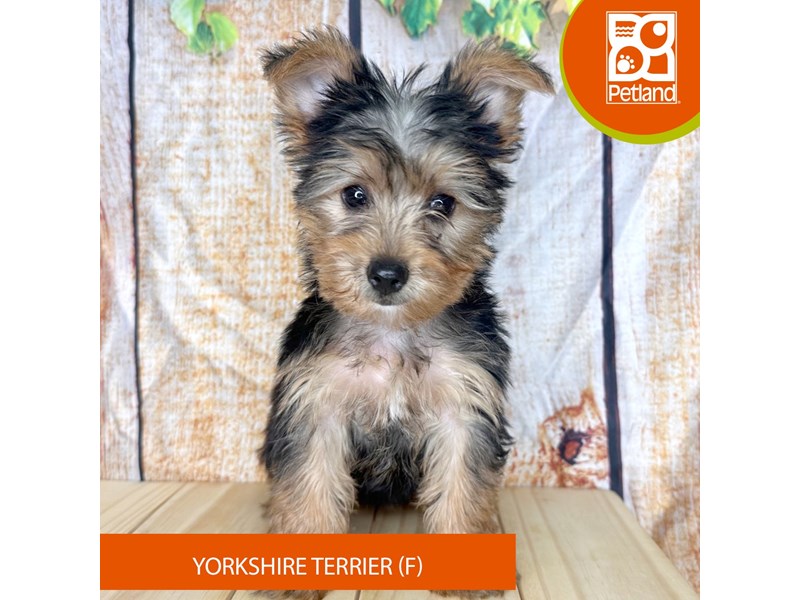Yorkshire Terrier - 2297 Image #2