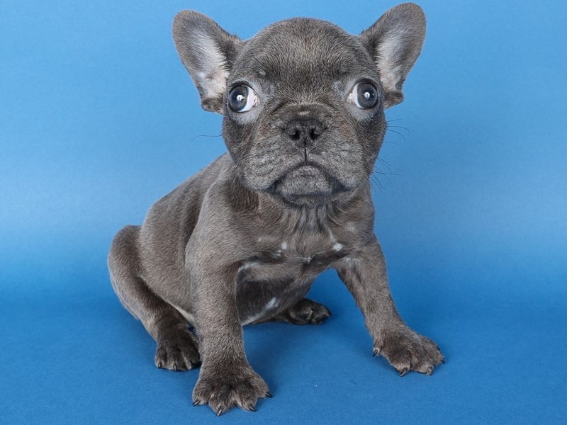 [#13708] Blue Female French Bulldog Puppies For Sale #1