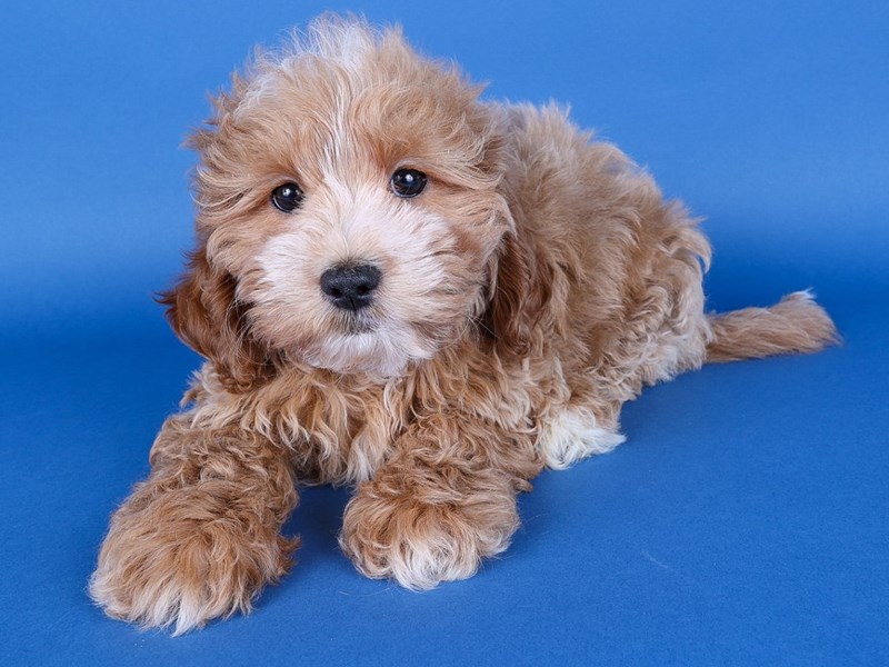 [#13705] Cream Male Shihpoo Puppies For Sale #1
