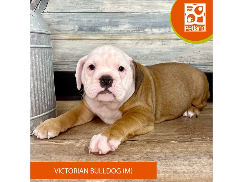 Victorian Bulldog - 2885 Image #2