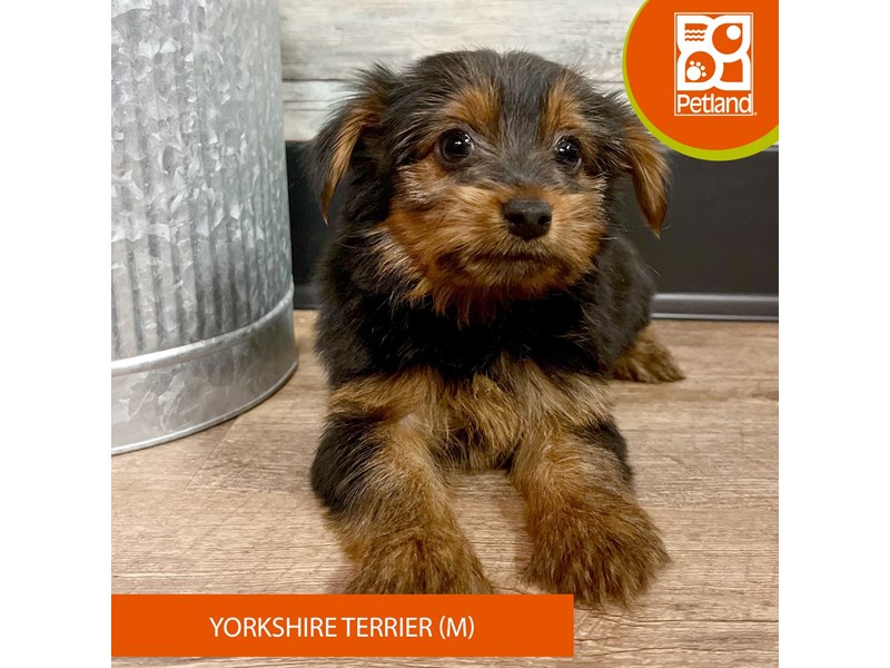 Yorkshire Terrier - 2883 Image #2