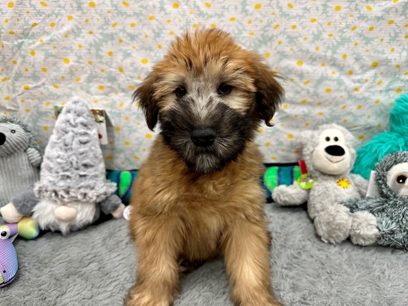 Soft Coated Wheaten Terrier - 26529 Image #3