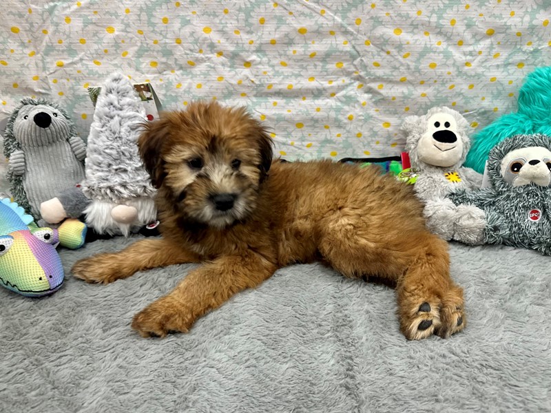 Soft Coated Wheaten Terrier - 26528 Image #3