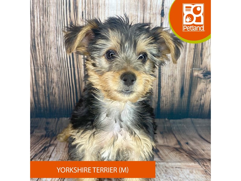 Yorkshire Terrier - 8982 Image #2