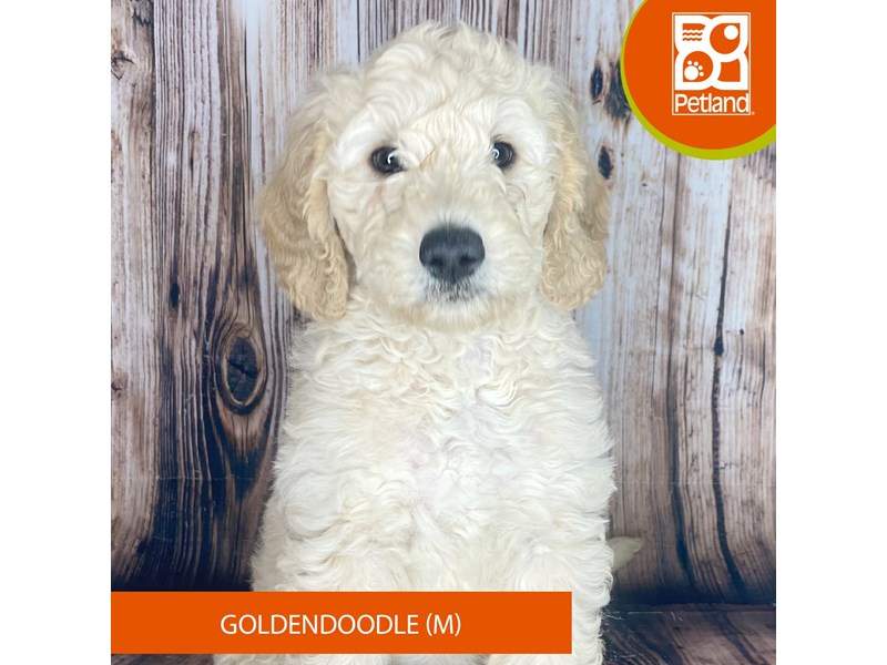 Goldendoodle - 8983 Image #2