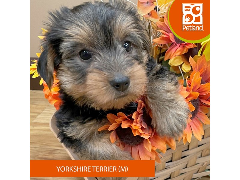 Yorkshire Terrier - 14524 Image #2