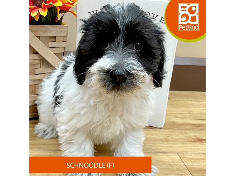 Schnoodle - 14533 Image #2