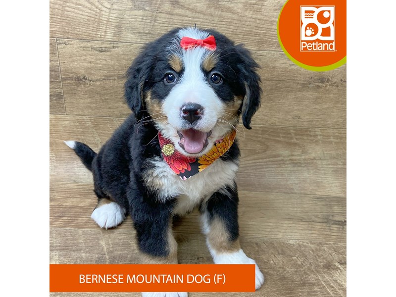 Bernese Mountain Dog - 9337 Image #2