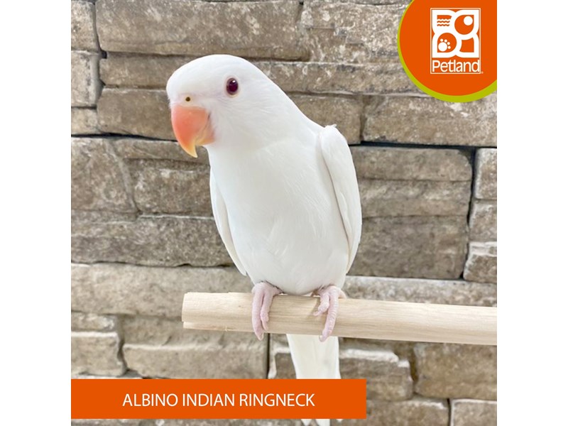 Albino Indian Ringneck - 598 Image #2