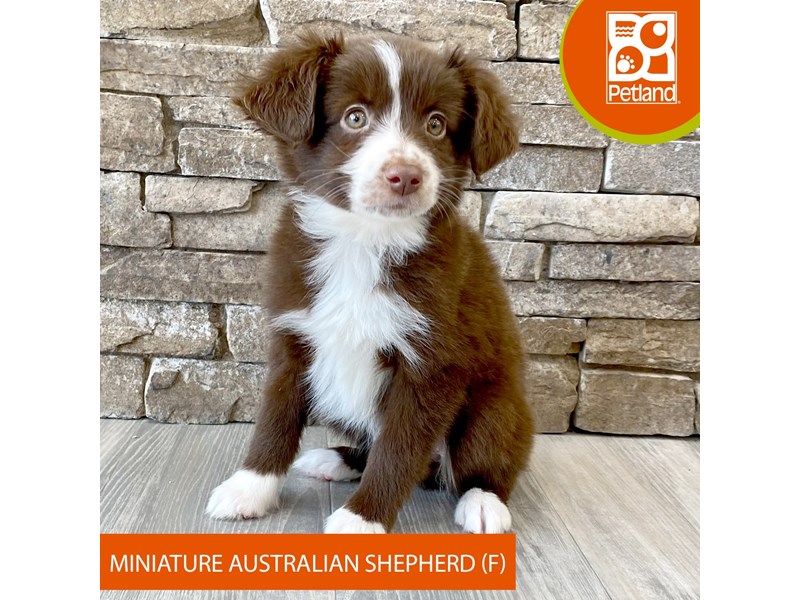 Miniature Australian Shepherd - 596 Image #2
