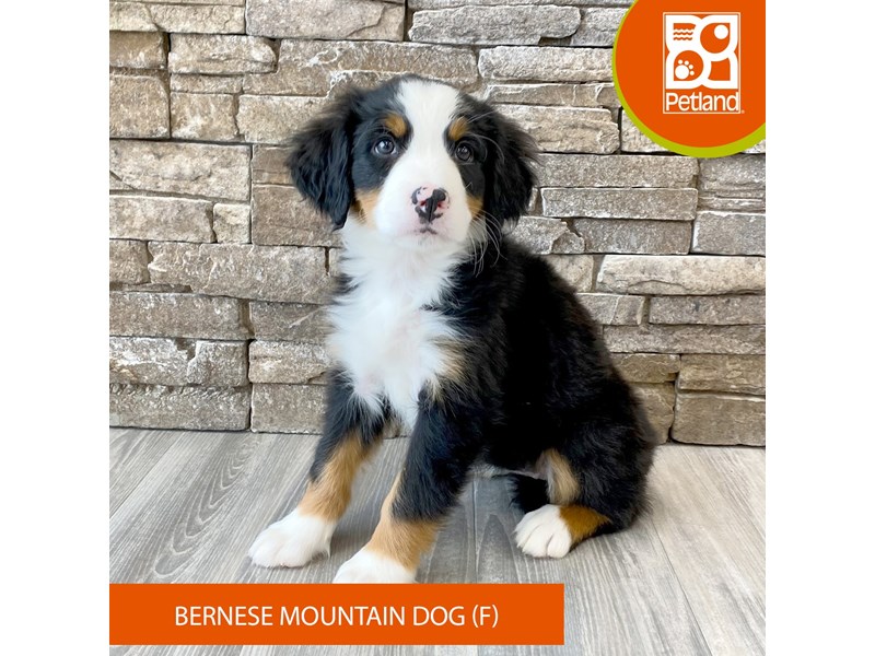 Bernese Mountain Dog - 590 Image #2