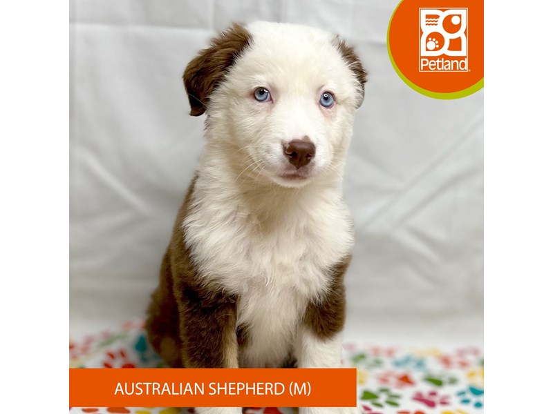 Australian Shepherd - 15710 Image #2