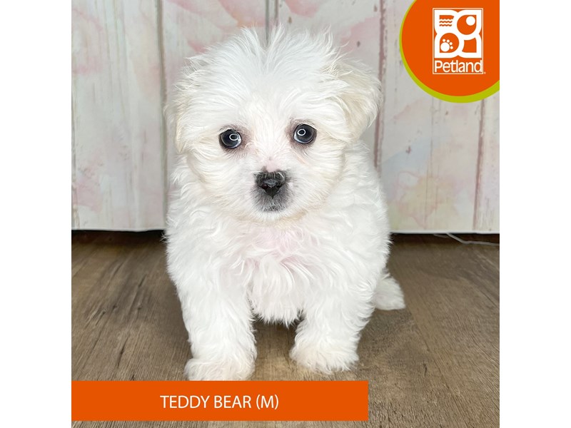 Teddy Bear - 1255 Image #2
