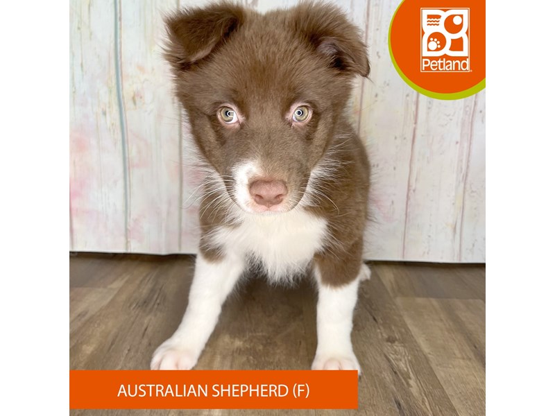 Australian Shepherd - 1254 Image #2