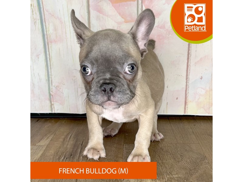 French Bulldog - 1251 Image #2