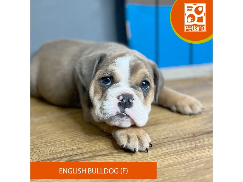 English Bulldog - 16712 Image #2