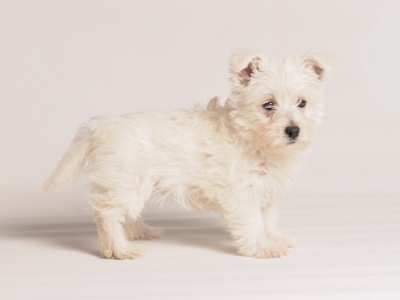 West Highland White Terrier - 20272 Image #2