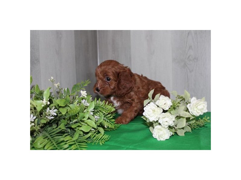 [#34620] Sandy - red Female Cavapoo Puppies For Sale