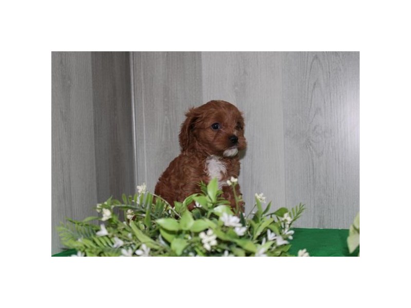 [#34621] Jane - red Female Cavapoo Puppies For Sale #1