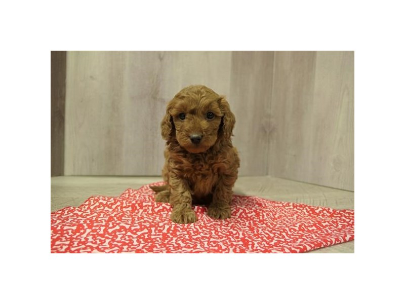 [#34622] Faye - red Female Cavapoo F2 Puppies For Sale