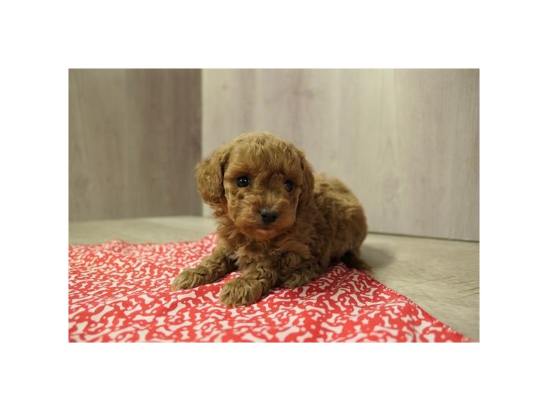 [#34623] Nina - red Female Cavapoo F2 Puppies For Sale