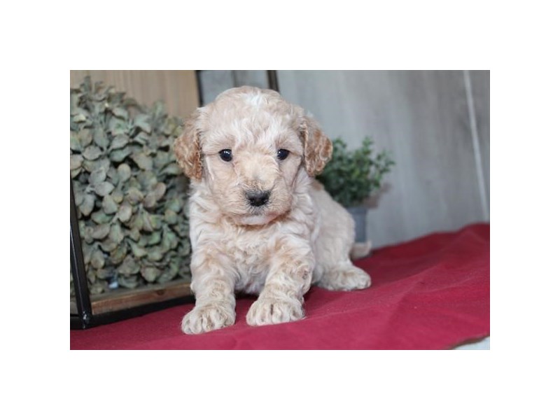 [#34626] Lisa - cream Female Bichapoo Puppies For Sale #1