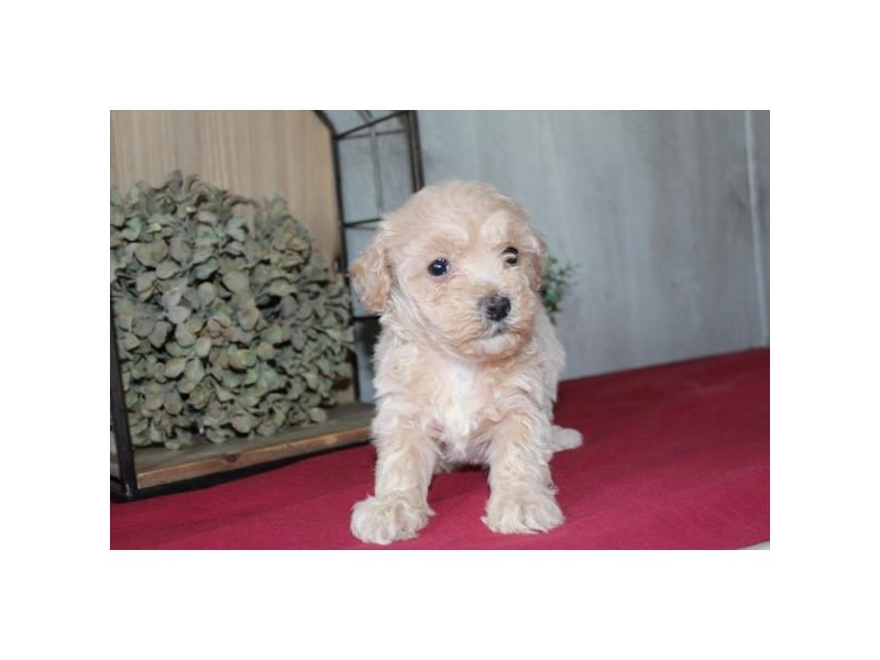 [#34627] Mae - cream Female Bichapoo Puppies For Sale