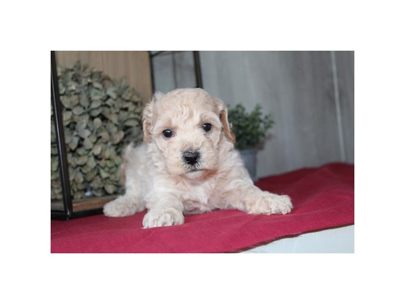 [#34628] Mystique - cream Female Bichapoo Puppies For Sale #1