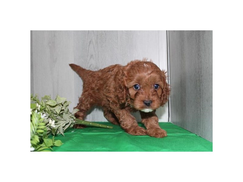 [#34638] Snoopy - red Male Cavapoo Puppies For Sale