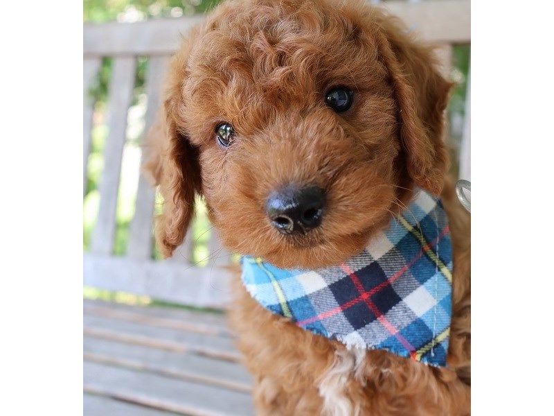 [#13718] Red Male Miniature Goldendoodle Puppies For Sale