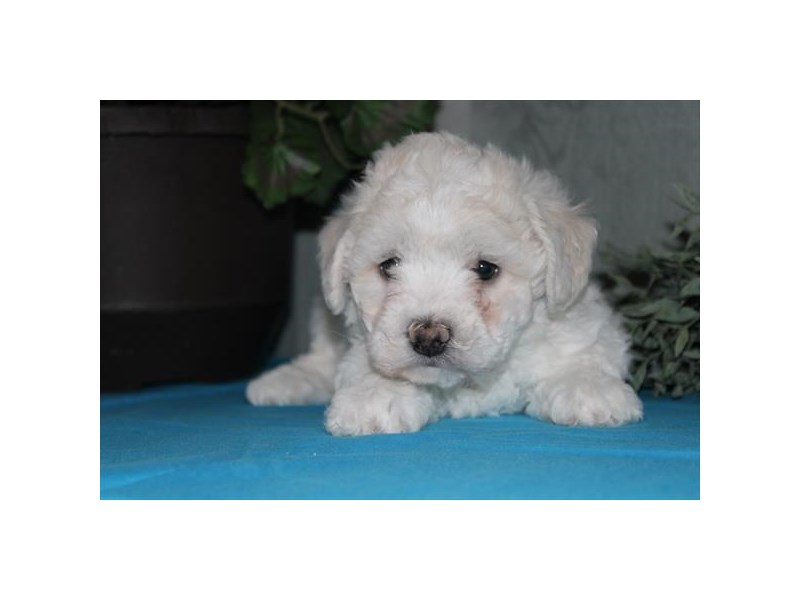 [#34640] Lilly - white Female Bichon Frise Puppies For Sale