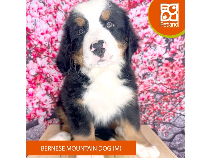 Bernese Mountain Dog - 2302 Image #2