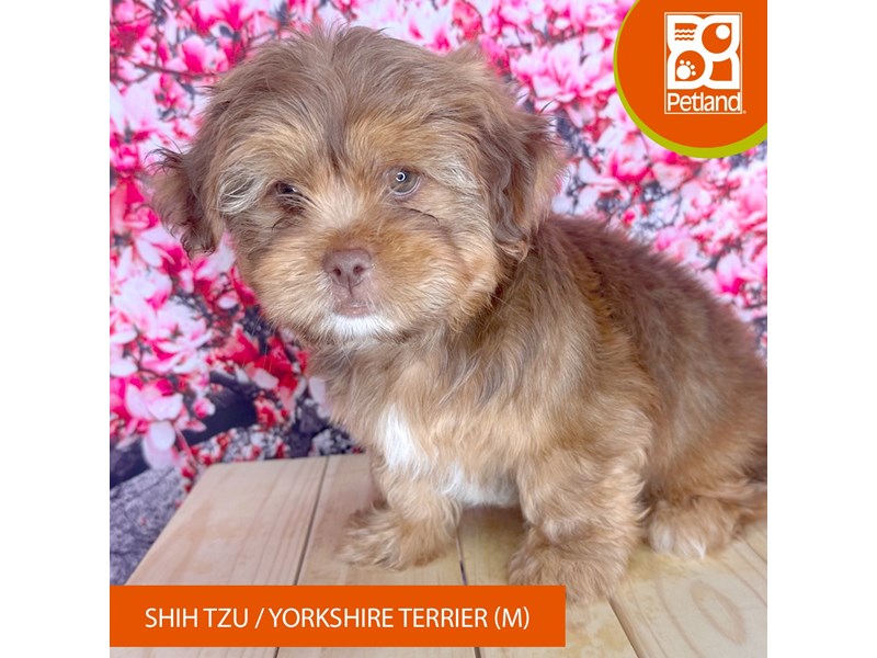 Shih Tzu/Yorkshire Terrier - 2301 Image #2