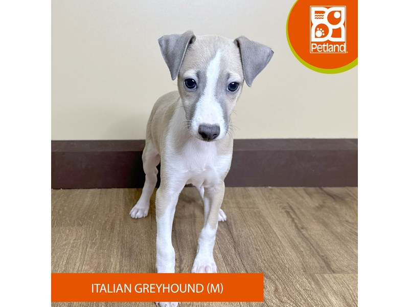 Italian Greyhound - 15722 Image #2