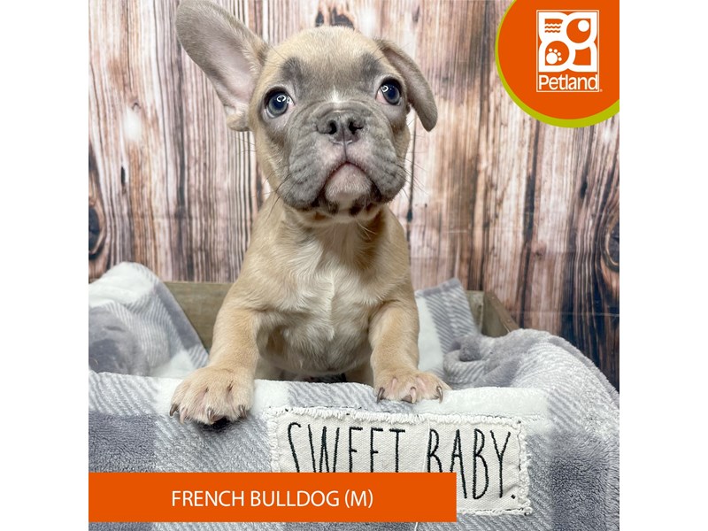 French Bulldog - 17838 Image #2