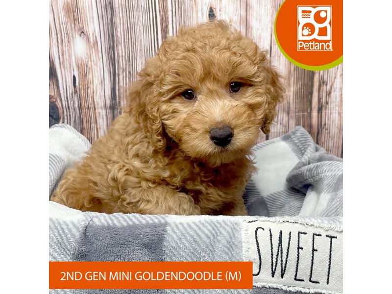 Goldendoodle Mini 2nd Gen - 17839 Image #2
