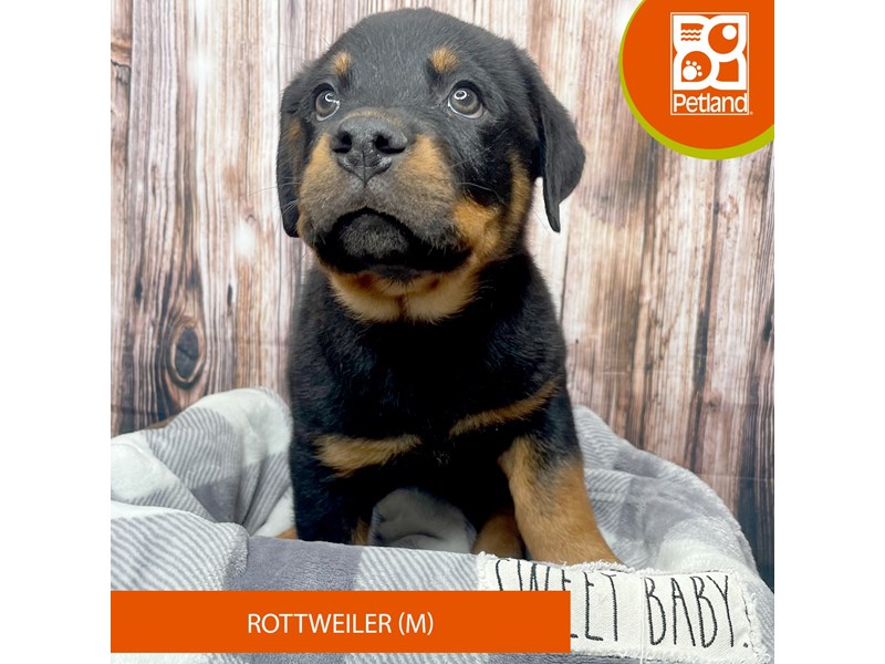 Rottweiler - 17836 Image #2