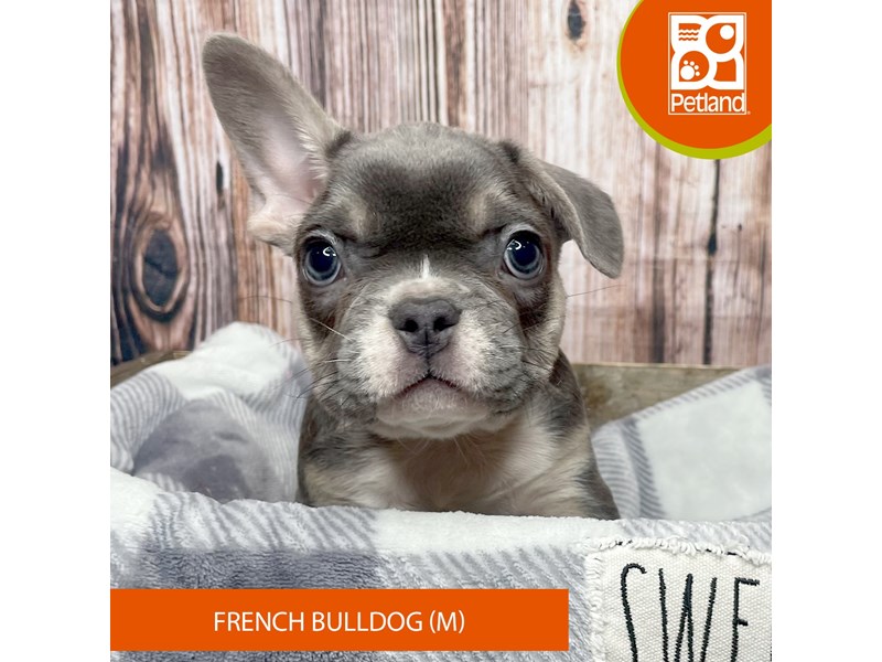 French Bulldog - 17840 Image #2