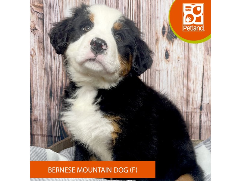 Bernese Mountain Dog - 17827 Image #2