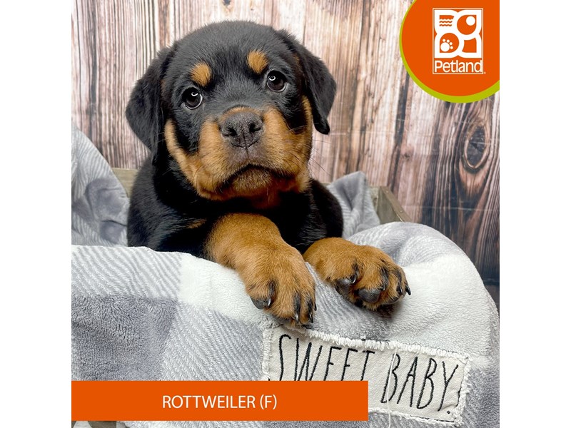 Rottweiler - 17846 Image #2