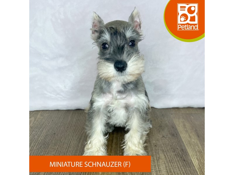 Miniature Schnauzer - 2503 Image #2
