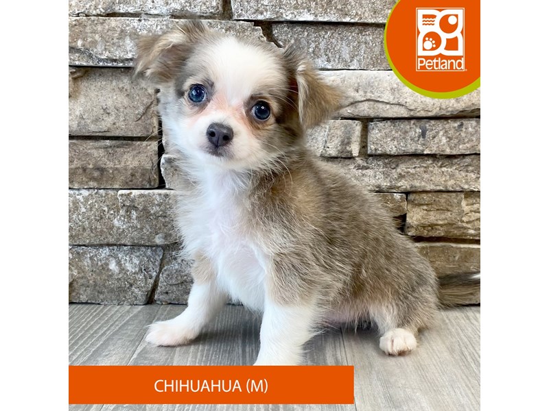 Chihuahua - 601 Image #2