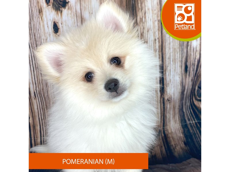 Pomeranian - 8995 Image #2