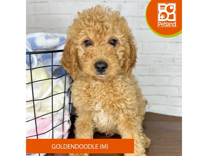 Goldendoodle - 3599 Image #2