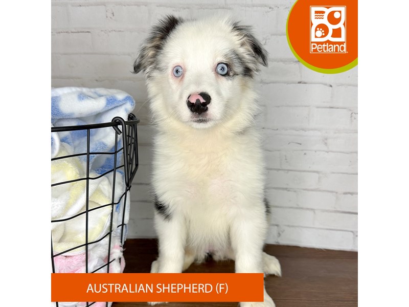 Australian Shepherd - 3598 Image #2