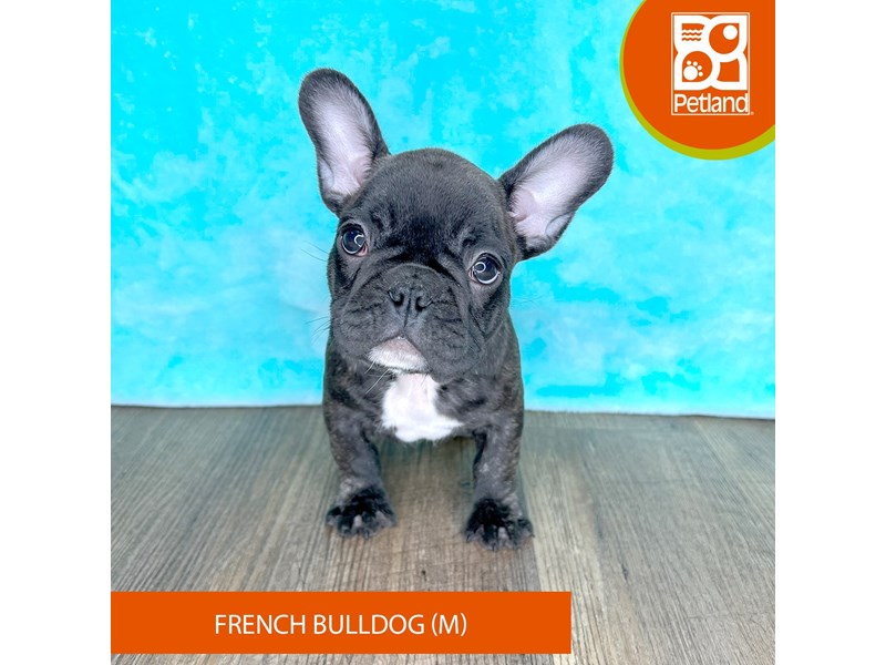 French Bulldog - 2500 Image #2