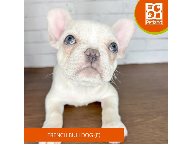 French Bulldog - 3612 Image #2