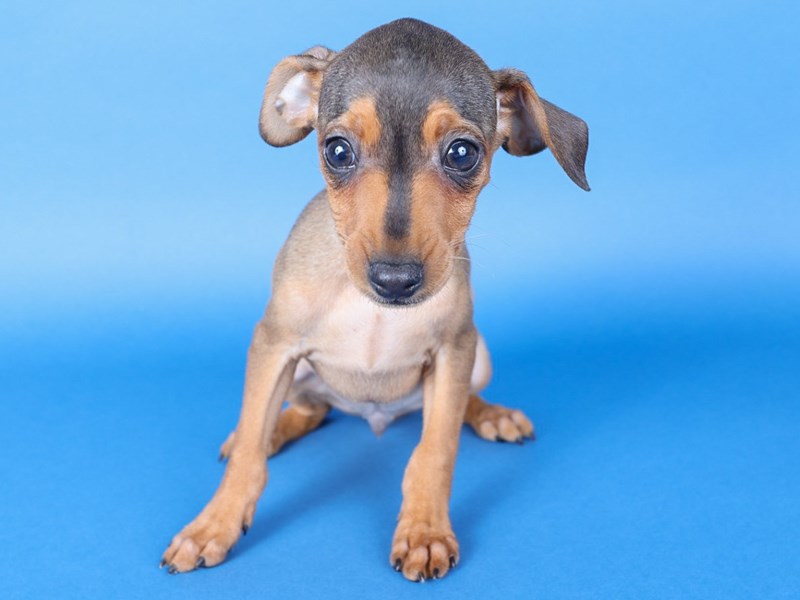 [#13713] Red/Rust Male Miniature Pinscher Puppies For Sale #1